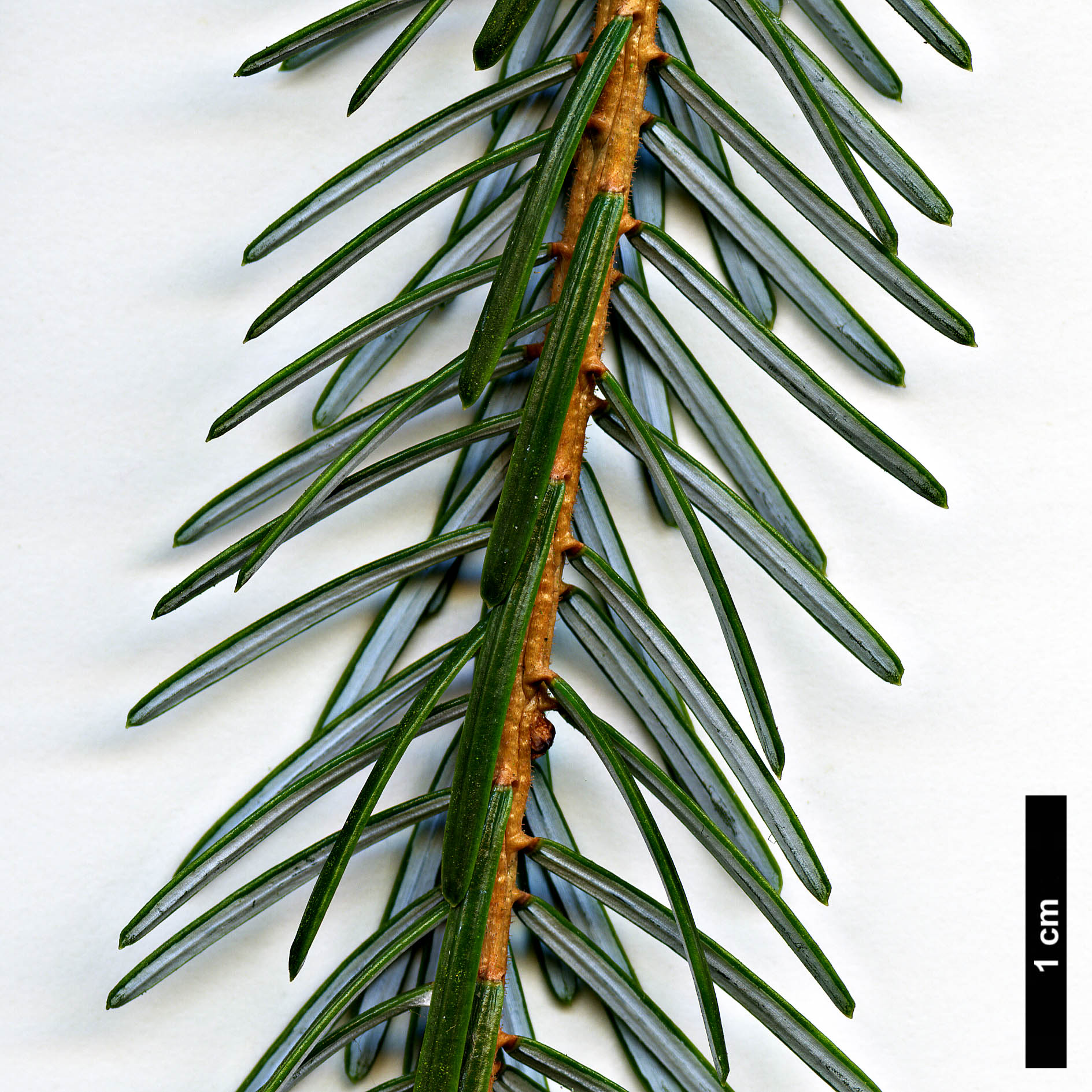 High resolution image: Family: Pinaceae - Genus: Picea - Taxon: brachytyla - SpeciesSub: var. complanata